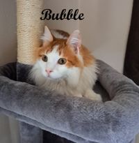 Bubble_Name