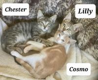 Chester Lilly und Cosmo