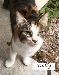 Dolly_1