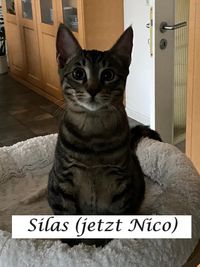 Silas (jetzt Nico)