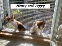Honey und Poppy1