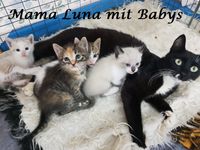 Mama Luna mit Babys_1