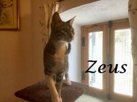 Zeus_1