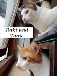 Raki und Tonic