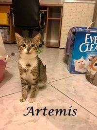 Artemis1