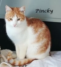 Pincky