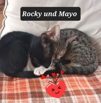Rocky und Mayo