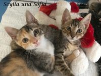 Scylla und Sofia