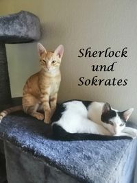 Sherlock und Sokrates1